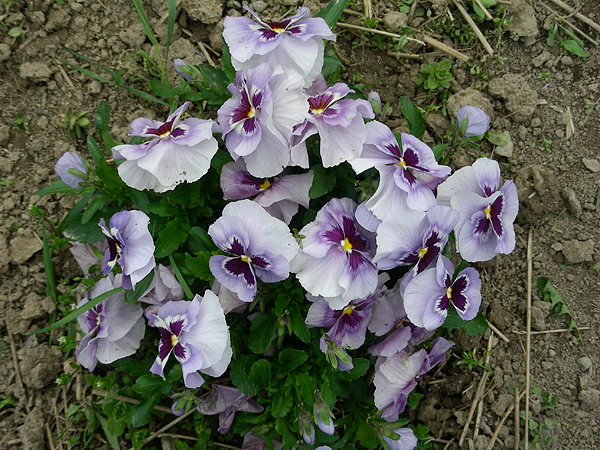 pansy in flower